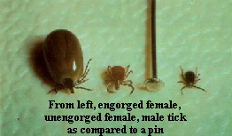 Ticks